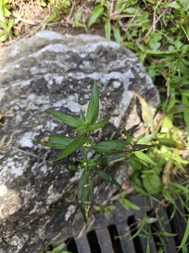 Exallage auricularia observed 2026-09-16