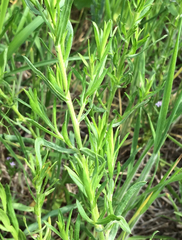 Dyschoriste linearis