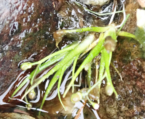 Subularia aquatica, 2026-08-25