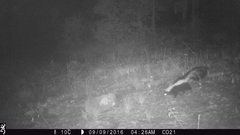 Mephitis mephitis estor