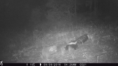 Mephitis mephitis estor