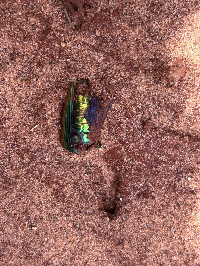 Pseudactenodes schmidti