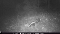 Mephitis mephitis estor