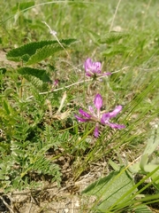 Astragalus ceratoides