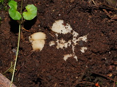 Hydnoplicata convoluta