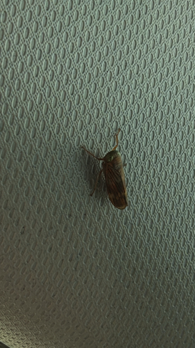 Coppery Leafhopper