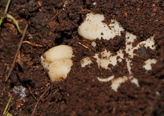 Hydnoplicata convoluta