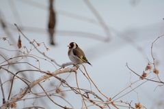 Carduelis carduelis
