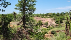 Colophospermum mopane, photograph (c) Patrick Jackson, some rights reserved (CC BY)