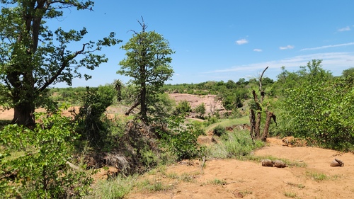 Colophospermum mopane, photograph 5