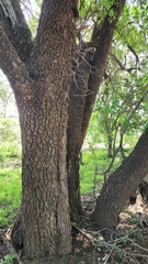 Spirostachys africana