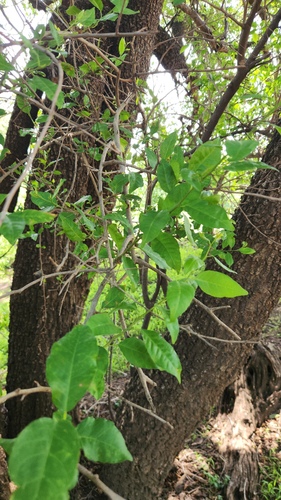 Spirostachys africana, photograph 2