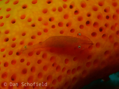 Zenopontonia soror
