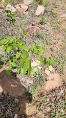 Colophospermum mopane, photograph (c) Patrick Jackson, some rights reserved (CC BY)