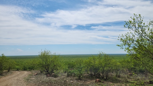 Colophospermum mopane, photograph 4