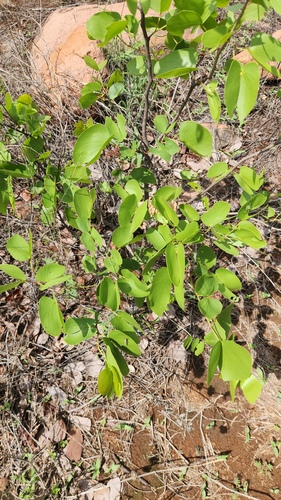Colophospermum mopane, photograph 2
