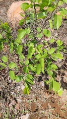 Colophospermum mopane, photograph (c) Patrick Jackson, some rights reserved (CC BY)