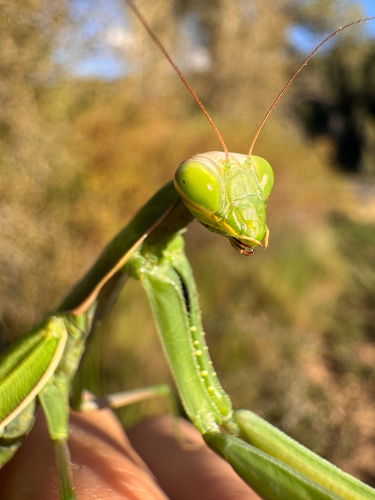 European Mantis