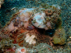 Scorpaeninae