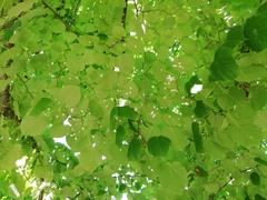 Pulvinaria hydrangeae