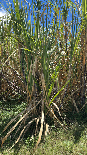 Saccharum officinarum observed 2026-09-11