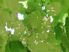 Pulvinaria hydrangeae