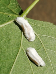Pulvinaria hydrangeae
