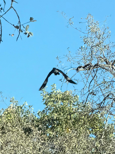 Acorn Woodpecker