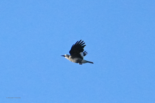 Clark's Nutcracker