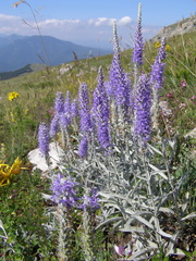 Veronica hololeuca