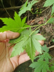 Acer pseudosieboldianum, photograph author not stated, no rights reserved
