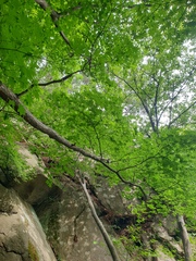 Acer pseudosieboldianum, photograph author not stated, no rights reserved