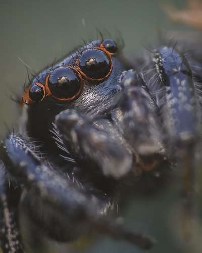 Sylvan Jumping Spider