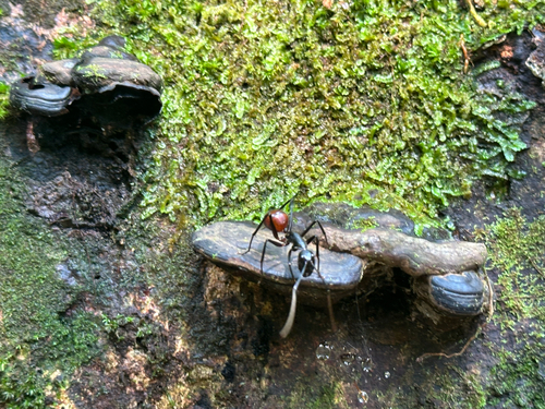 Dinomyrmex gigas gigas
