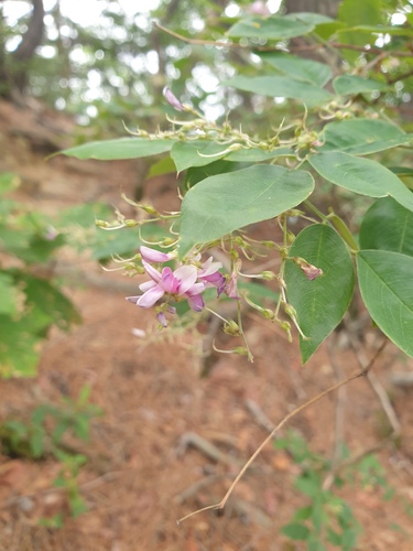 Lespedeza maximowiczii, photograph 1