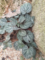 Viola variegata