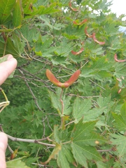 Korean Maple (Acer pseudosieboldianum)