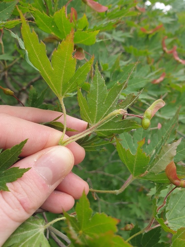 Acer pseudosieboldianum, photograph 2