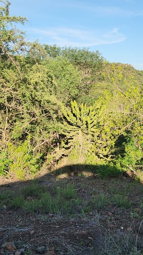 Euphorbia cooperi, photograph 2