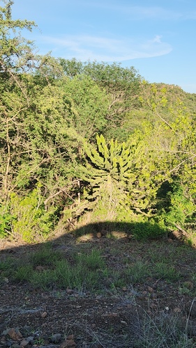 Euphorbia cooperi, photograph 3