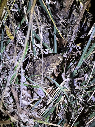 European Toad