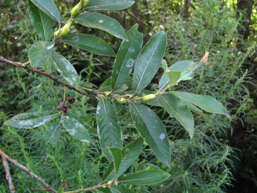 Erysiphe salicis, 2026-08-07