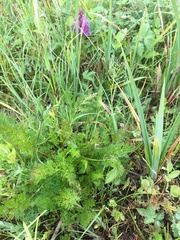 Selinum carvifolia