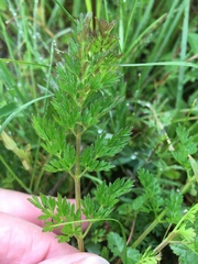 Selinum carvifolia
