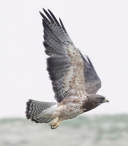 Swainson's Hawk