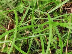 Peucedanum officinale