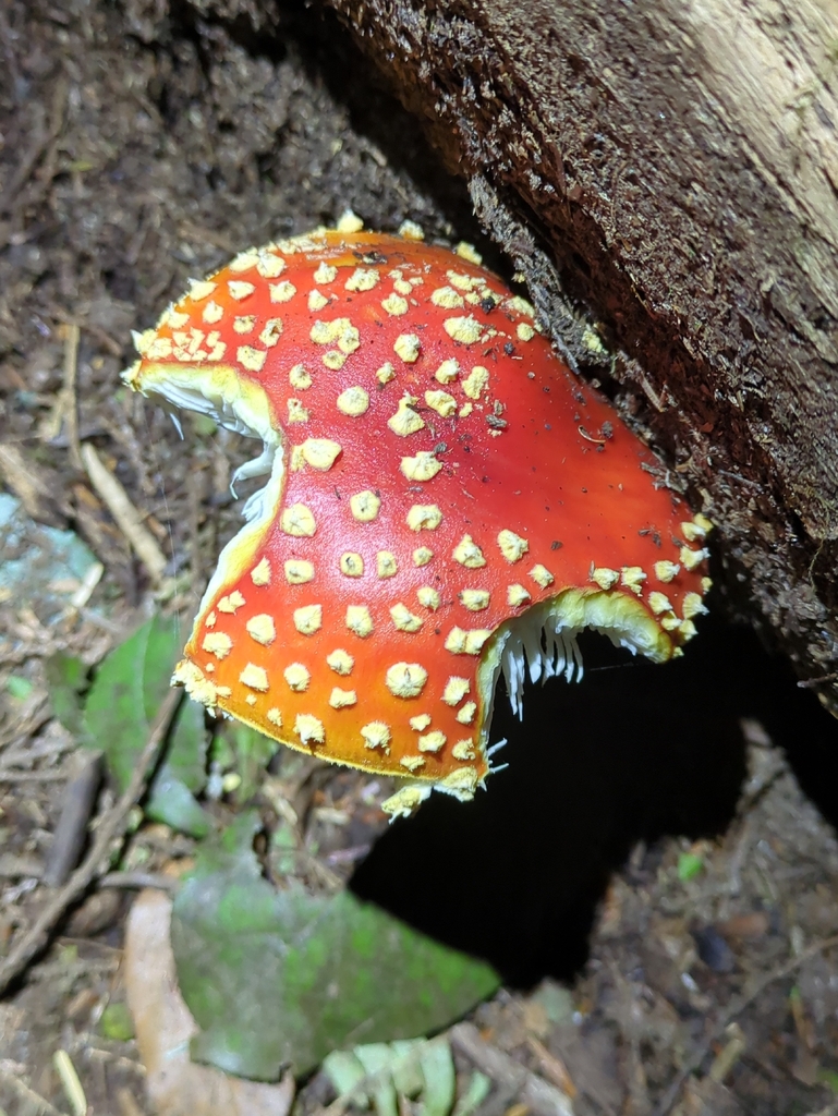 Fly Agaric · September 2026 · photo: Photo: (c) Alexis Tinker-Tsavalas, some rights reserved (CC BY) · iNaturalist