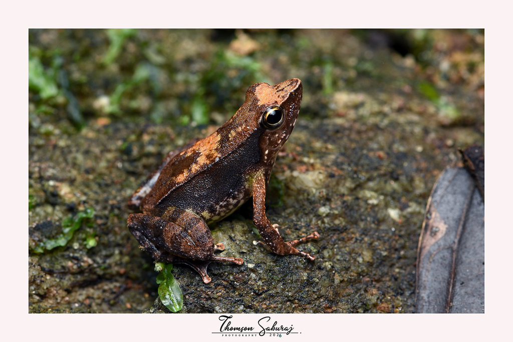 Mallan's Dancing Frog