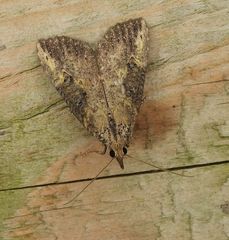 Hypena humuli