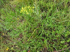 Peucedanum officinale